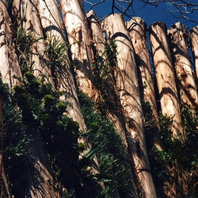 Formation of Frankhegy (Cultural Terraformation): photograph 109 of 109 in the archive's gallery